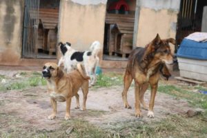 Canil em Cidade Tiradentes abriga 42 cachorros e depende de doações